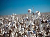 Revista PRODUCCION: Algod&oacute;n: Argentina est&aacute; a la vanguardia en investigaci&oacute;n