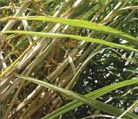 Revista PRODUCCION: Los ca&ntilde;eros miran la zafra 2008 con buenos ojos