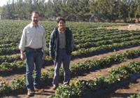 Revista PRODUCCION: Con cobertura pl&aacute;stica y goteo se duplica la producci&oacute;n de frutillas