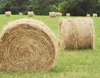 Revista PRODUCCION: 3ra. Jornada de Forrajes Conservados