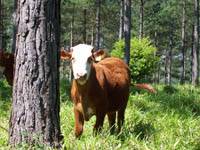 Revista PRODUCCION: ?Con el sistema silvopastoril se produce hasta un 30% m&aacute;s?