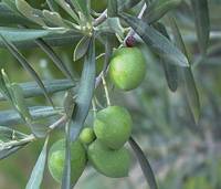 Revista PRODUCCION: Olivo: el cultivo con mayor crecimiento