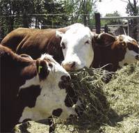 Revista PRODUCCION: Forrajes conservados