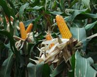 Revista PRODUCCION: Camino a la salud ambiental