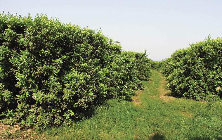 Revista PRODUCCION: An&aacute;lisis foliar en frutales