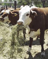 Revista PRODUCCION: Mercado mundial de la carne