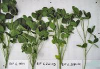 Revista PRODUCCION: Soja forrajera ?una nueva alternativa?