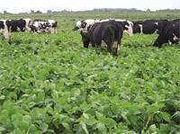 Revista PRODUCCION: Soja forrajera ?una nueva alternativa?