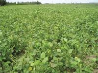 Revista PRODUCCION: Soja forrajera ?una nueva alternativa?