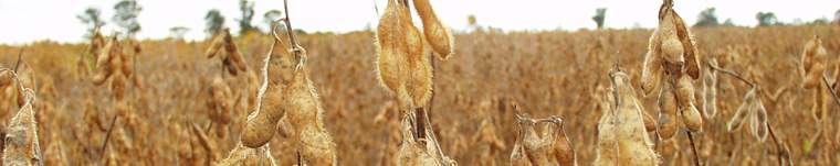 Revista PRODUCCION: La soja en el NOA