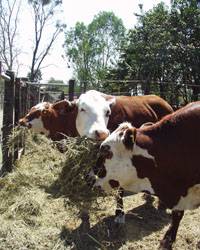 Revista PRODUCCION: Heno de alfalfa: hasta cu&aacute;ndo va a ser un tema pendiente?