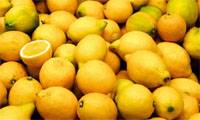 Revista PRODUCCION: Limones mejorados para exportaci&oacute;n