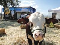 Revista PRODUCCION: El IPCVA en Expo Agro Norte 2012