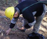 Revista PRODUCCION: Domesticaci&oacute;n de especies del g&eacute;nero cedrela