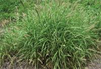 Revista PRODUCCION: Pasturas Cultivadas para el NOA: Buffel Grass