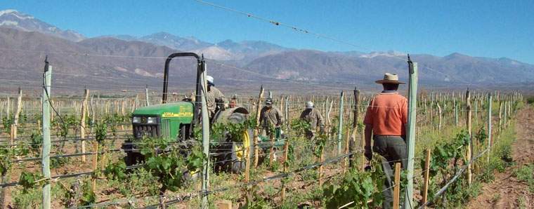 Revista PRODUCCION: Vamos...  por m&aacute;s y mejores uvas!