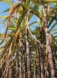 Revista PRODUCCION: Equipos para cosechar ca&ntilde;a de az&uacute;car