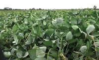 Revista PRODUCCION: Con el monocultivo, el suelo pierde un 30% de carbono