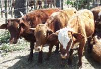 Revista PRODUCCION: Se produce m&aacute;s carne y se exporta menos