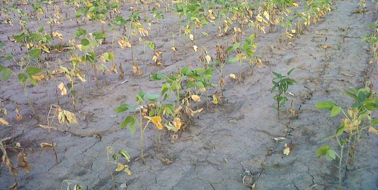 Revista PRODUCCION: "El atraso cambiario afecta a la agroindustria tucumana"