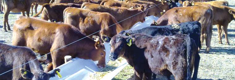 Revista PRODUCCION: C&oacute;mo aumentar el n&uacute;mero de terneros en rodeos de cr&iacute;a