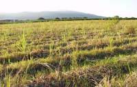 Revista PRODUCCION: Uso de fertilizante biol&oacute;gico Beter Foliar