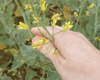 Revista PRODUCCION: Colza: C&oacute;mo ser eficientes de principio a fin