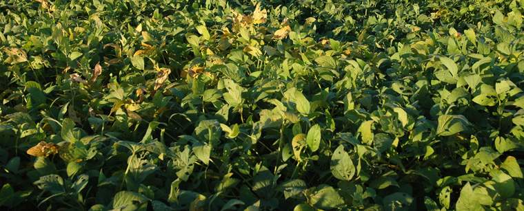 Revista PRODUCCION: ?Se est&aacute; matando a la gallina de los huevos de oro?