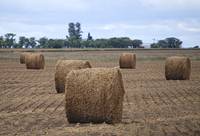 Revista PRODUCCION: Heno de alfalfa, una fuente de fibra clave