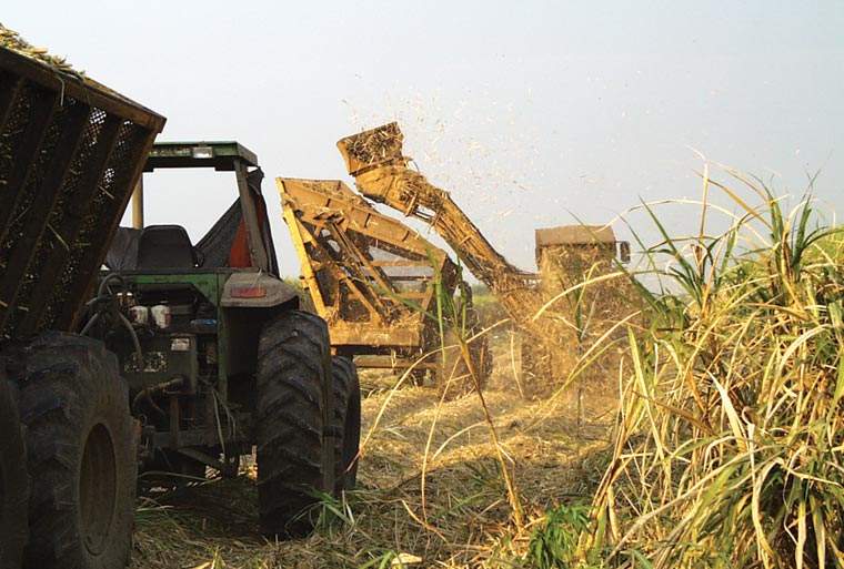 Revista PRODUCCION: La uva puso en alerta a los productores ca&ntilde;eros del NOA