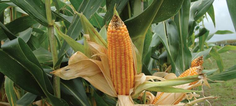 Revista PRODUCCION: Ma&iacute;z: c&oacute;mo producir 9 millones m&aacute;s de toneladas