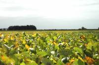 Revista PRODUCCION: El tiempo y los cultivos