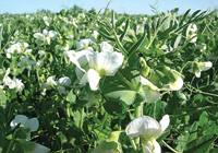 Revista PRODUCCION: Legumbres: una alternativa rentable y sustentable