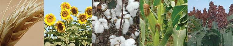 Revista PRODUCCION: Bajo iguales condiciones, Argentina producir&iacute;a 128 mill/tn en el a&ntilde;o 2023