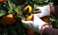Revista PRODUCCION: Citricultura argentina enfrenta a su peor enemigo