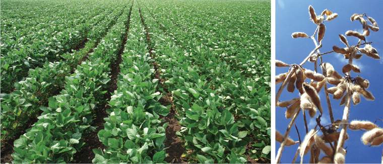 Revista PRODUCCION: 2015: el desaf&iacute;o de los sojeros es superar los 2.000 kg/ha