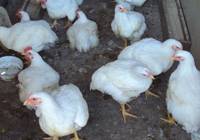 Revista PRODUCCION: Los precios de la carne vacuna empujan el consumo hacia el pollo y el cerdo