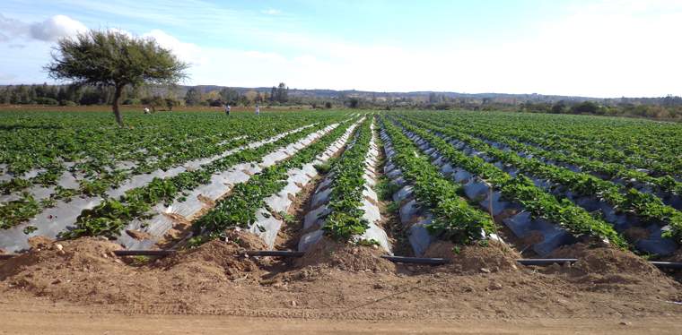 Revista PRODUCCION: Sudam&eacute;rica consolida su alianza regional por el suelo