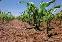 Revista PRODUCCION: C&oacute;mo aumentar los rindes y la calidad del suelo