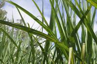 Revista PRODUCCION: El az&uacute;car no endulza los bolsillos de ca&ntilde;eros e industriales