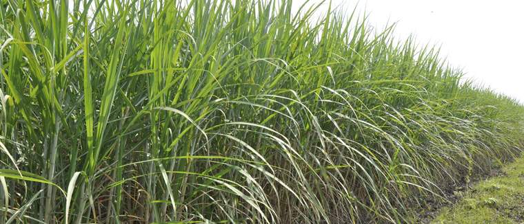 Revista PRODUCCION: El az&uacute;car no endulza los bolsillos de ca&ntilde;eros e industriales