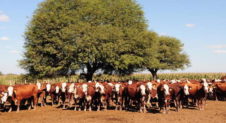 Revista PRODUCCION: jornada a campo del IPCVA en quimil&iacute;, santiagodel estero