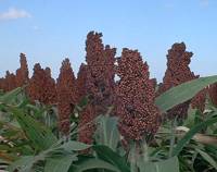 Revista PRODUCCION: el momento del sorgo es ahora