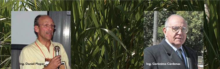 Revista PRODUCCION: ca&ntilde;a para alcohol,  la salida a la crisis  azucarera del noa