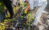 Revista PRODUCCION: HLB: destruyen m&aacute;s de 6300 plantines c&iacute;tricos en tucum&aacute;n