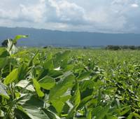 Revista PRODUCCION: estiman en 60 millones de toneladas la cosecha de soja
