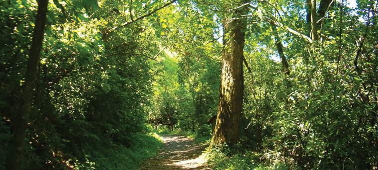 Revista PRODUCCION: el futuro de los bosques de am&eacute;rica latina y el caribe depender&aacute; de su manejo sostenible