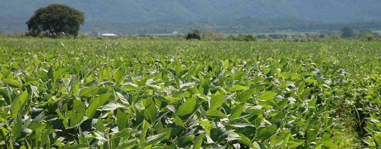 Revista PRODUCCION: las exportaciones del campo crecieron un 44%