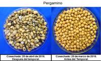 Revista PRODUCCION: consejos frente al deterioro de la calidad sanitaria de la soja