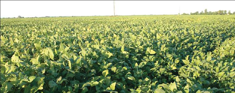 Revista PRODUCCION: soja "al mal tiempo, buena cara..."